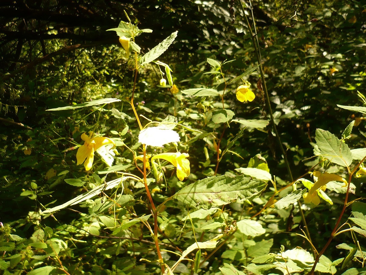 Impatiens noli-tangere (Balsaminaceae)